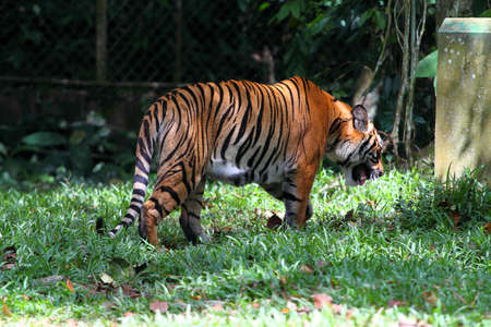 Stock image of a tiger