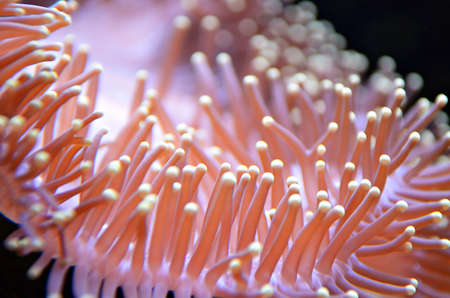 Clown fish or anemone fishの写真素材