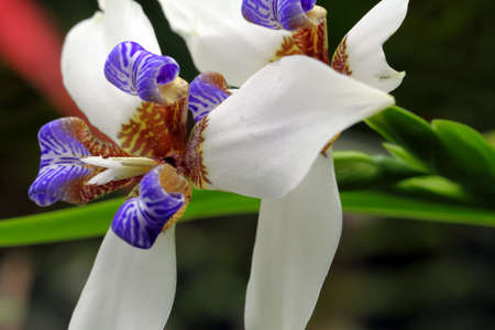 Stock image of close-up flower