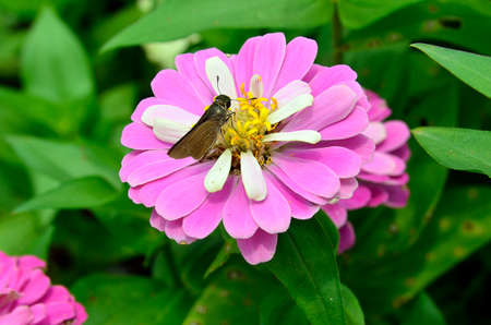 Stock image of close-up flowerの写真素材
