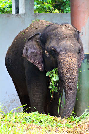 Stock image of elephantの写真素材