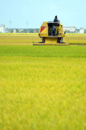 The Asian rice crop at Sekinchan, Malaysiaのeditorial素材