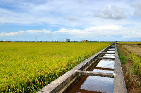 The Asian rice crop at Sekinchan, Malaysiaの写真素材