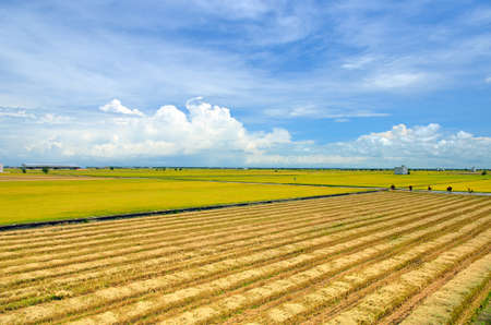 The Asian rice crop at Sekinchan, Malaysiaの写真素材