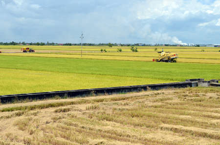 The Asian rice crop at Sekinchan, Malaysiaのeditorial素材