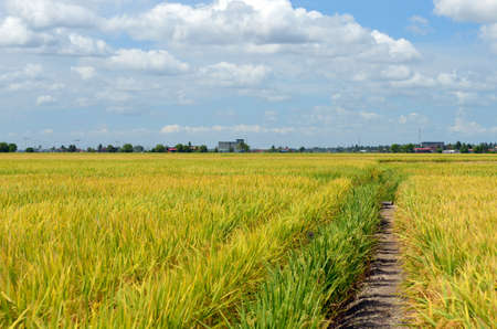 The Asian rice crop at Sekinchan, Malaysiaの写真素材