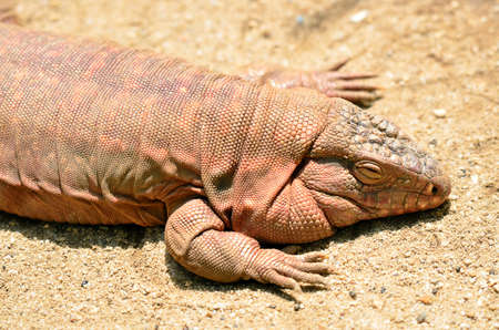 Iguana is a genus of lizard native to tropical areas of Central and South America