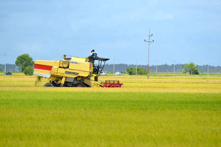 The Asian rice crop at Sekinchan, Malaysiaのeditorial素材