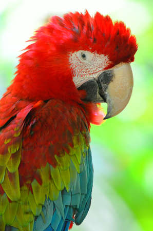 Stock image of a parrot