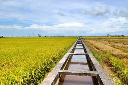The Asian rice crop at Sekinchan, Malaysiaの写真素材