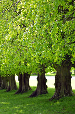 Beautiful tree lined avenue at Lyme Park, Disley, Stockport, UK