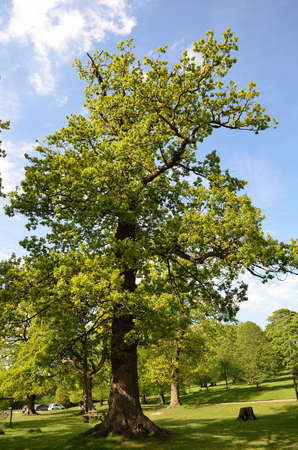 Beautiful tree lined avenue at Lyme Park, Disley, Stockport, UK