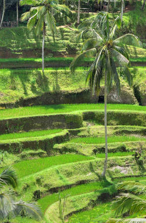 Ubud  , Bali, Indonesiaの写真素材