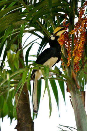 Stock image of Yellow Billed Hornbillの写真素材