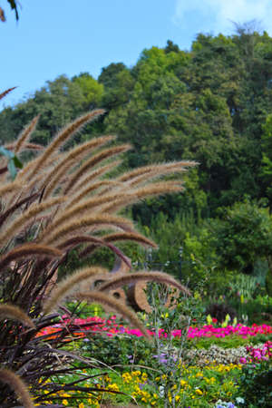 Flower gardens in the northern Thailandの写真素材