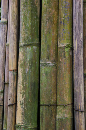 Bamboo background2の写真素材