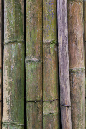 Bamboo backgroundの写真素材