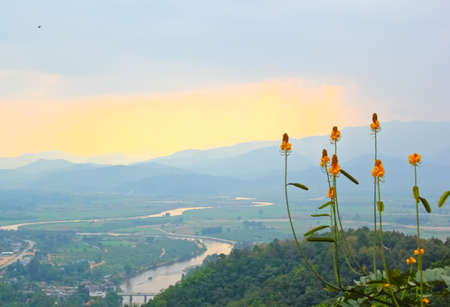 Flowers in the hillの写真素材