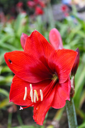 Red flowerの写真素材