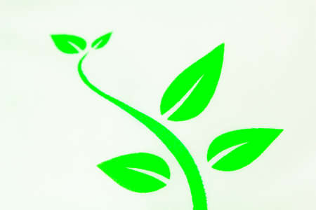 Green leaf with white backgroundの写真素材