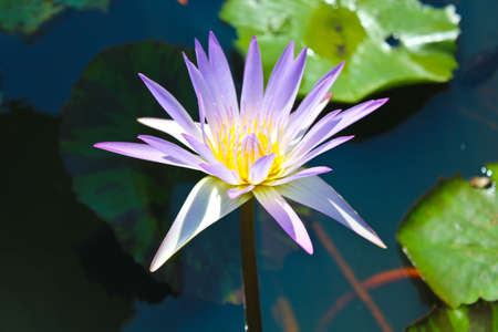black-water pond with purple lotus which is bloomingの写真素材