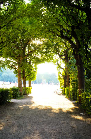 Light at the end of tree tunnel walkwayの写真素材
