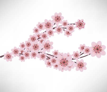 apricot flowers branchのイラスト素材