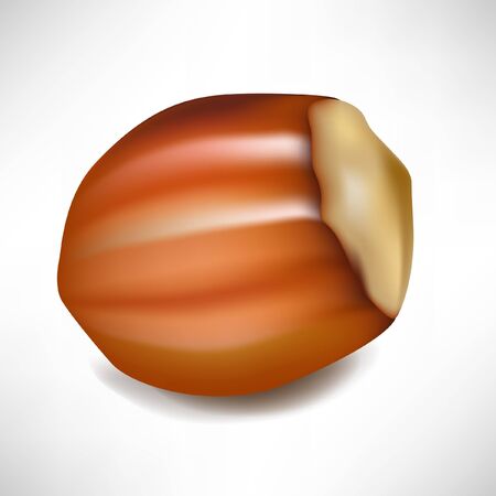 hazelnut in shell isolated on whiteのイラスト素材