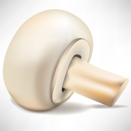 single mushroom isolated on whiteのイラスト素材