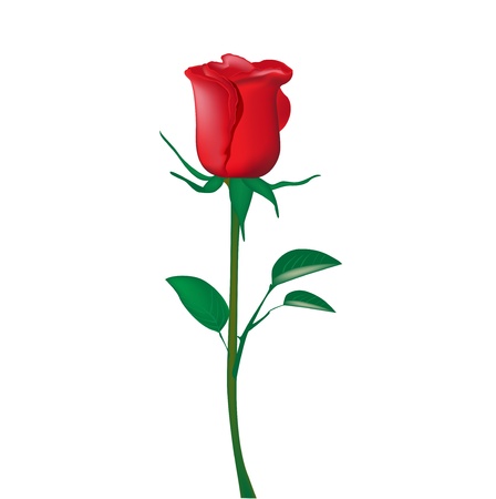single red rose isolated on whiteのイラスト素材