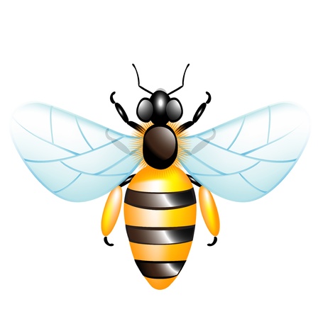 single honey bee isolated on whiteのイラスト素材