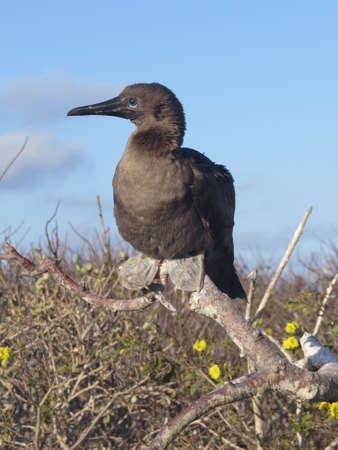 Young Red Footed Booby sitting in a treeの写真素材