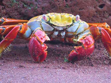 Close up of a Sally Lightfoot Crabの写真素材