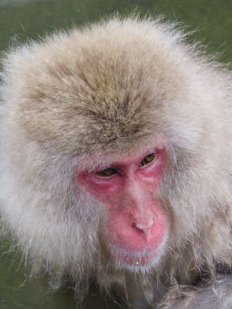 Japanese Macaques (Snow Monkey) bathing in a thermal poolの写真素材