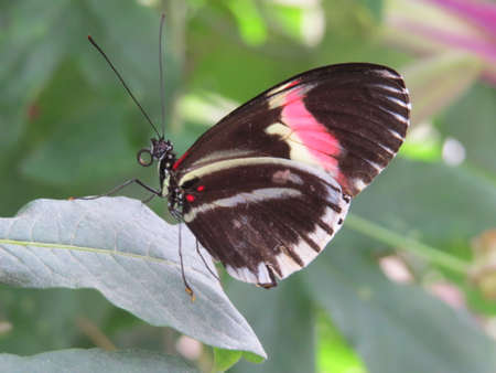 Butterfly resting on a leaf