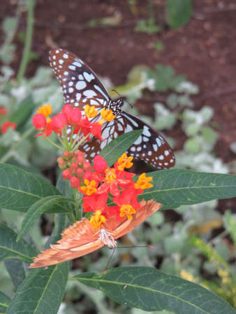 Butterfly feeding on a flowerの写真素材