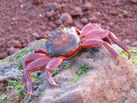 Sally Lightfoot crab, found throughout the Galapagos Islandsの写真素材