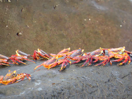 Sally Lightfoot crab, found throughout the Galapagos Islandsの写真素材