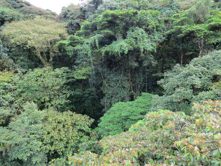 Monteverde cloud forset in Costa Rica