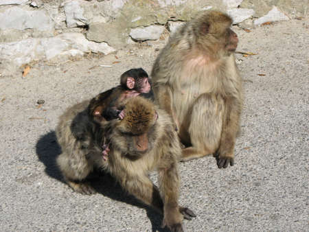Barbary Apes are free to roam on the Rock of Gibraltar and are a major tourist attraction.