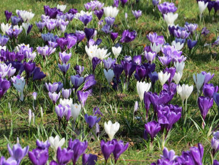 Crocuses flowering in a Portsmouth park.