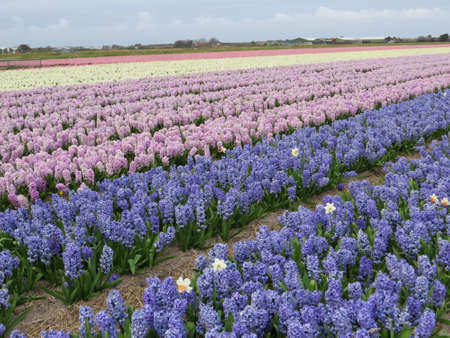 Flowers growing in a field in Holland. Flowers are a big export for the country and during spring they can be seen everywhere being grown on an industrial scale.の写真素材