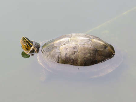Terrapin in a pond in a park in Thailand.の写真素材
