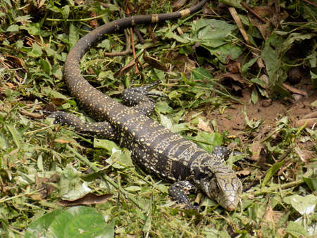 Lizard pictured near the Iguazu falls in Argentina.