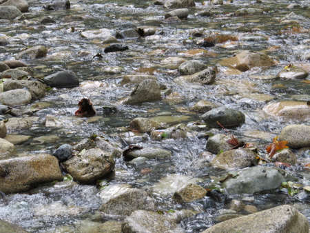 Background of a pebble filled stream.の写真素材