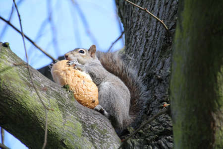 Grey squirrel in the branches of a tree eating a bread roll it stole from someones picnic.