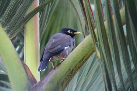 Common Myna perched in a palm tree on the isle of Mauritius.の写真素材