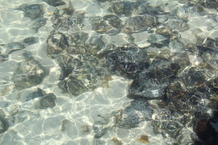Crystal clear waters just off a beach on the island of Mauritius.