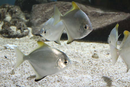 Monodactylus Argenteus, a fish found in the waters around the island of Mauritius.