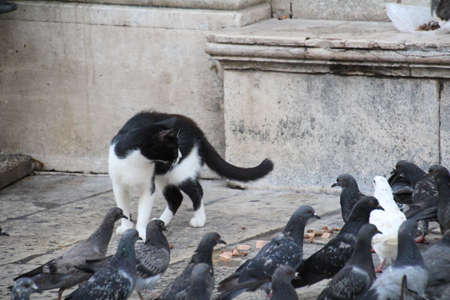 Stray cat on the street of Dubrovnik looking for a meal of pigeon..の写真素材